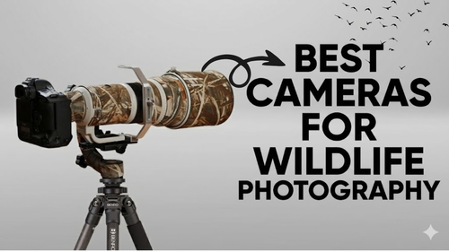 Best Cameras for Wildlife Photography review_img_4
