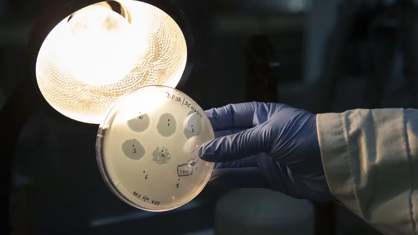 Stanford Researchers Use AI to Design 16 New Bacteriophage Viruses